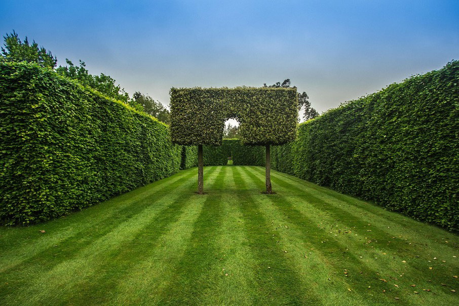 Eine Hecke pflanzen: Worauf sollten Gartenbesitzer achten?
