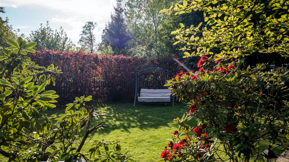 Diese Pflanzen eignen sich besonders gut im Garten