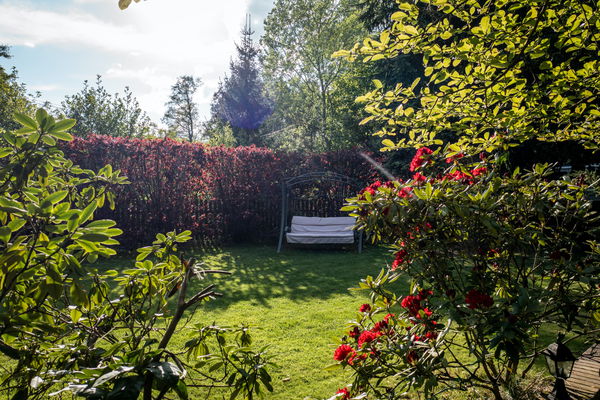 Diese Pflanzen eignen sich besonders gut im Garten