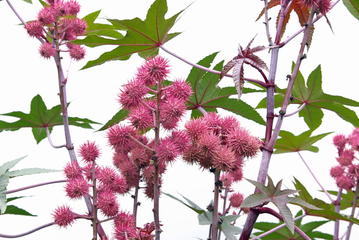Wunderbaum