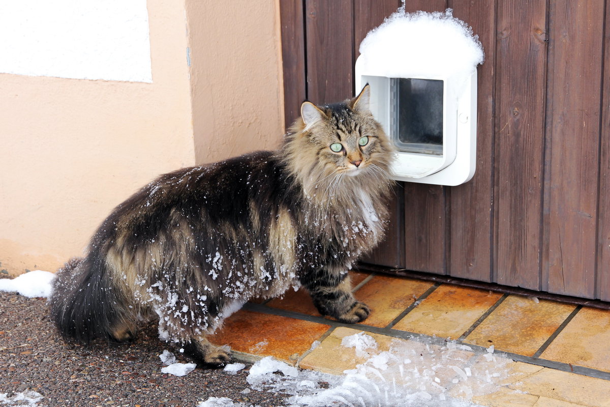 Bei Minusgraden sollten Hauskatzen nicht draußen herumstromern