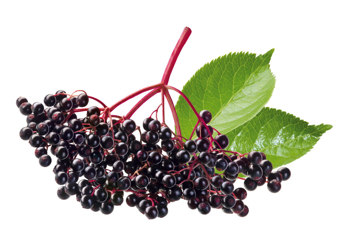Holunderbeeren sind ein geniales Hausmittel bei Erkältungen