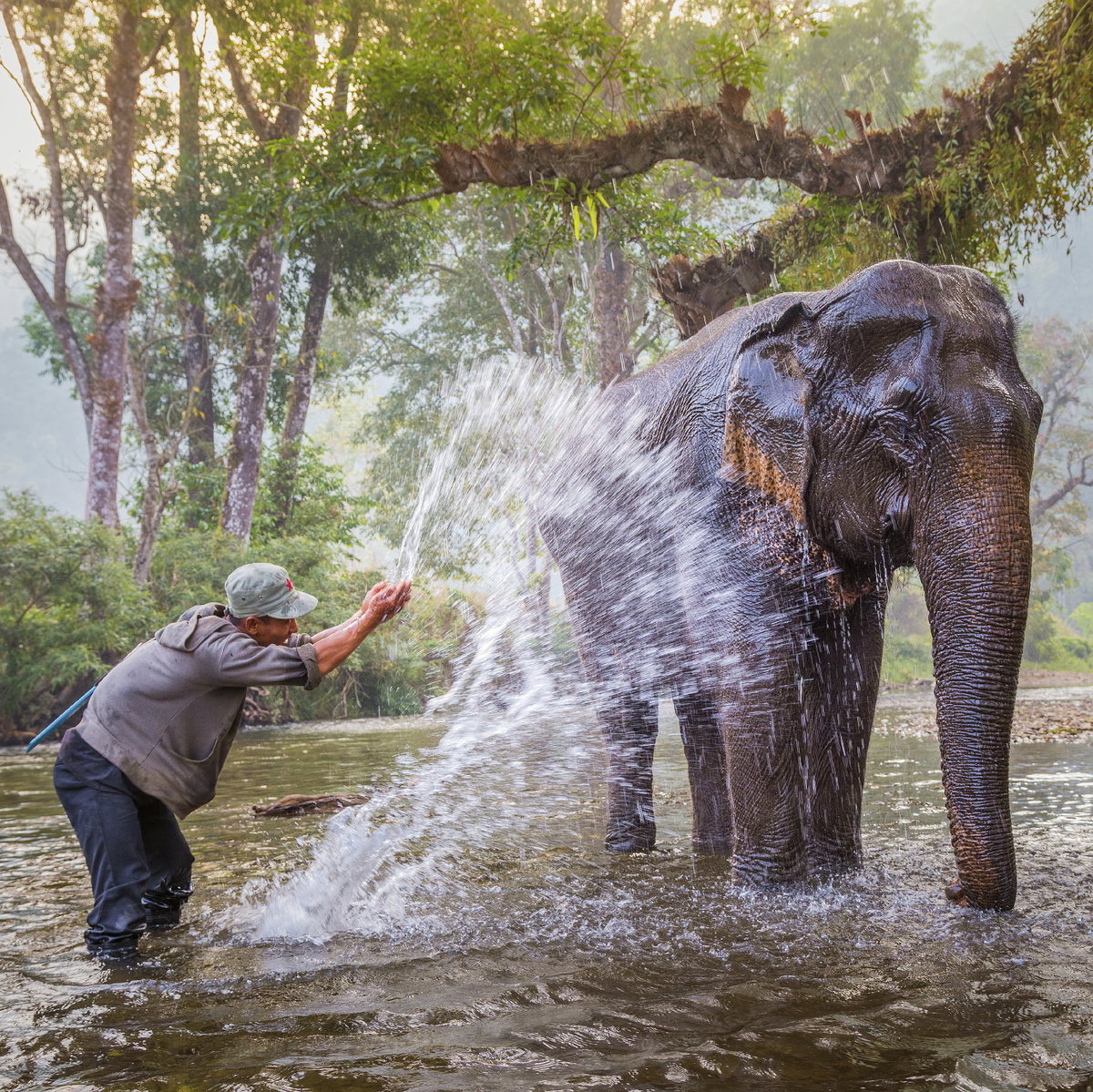Elefante rreiten oder Elefanten waschen - in Thailand können Sie beides ausprobieren