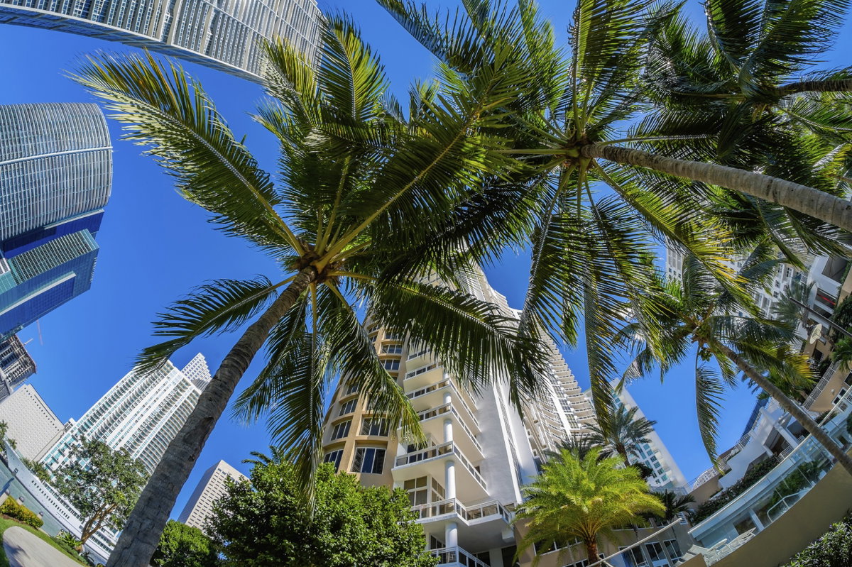 Riesige Palmen säumen das Straßenbild Miamis