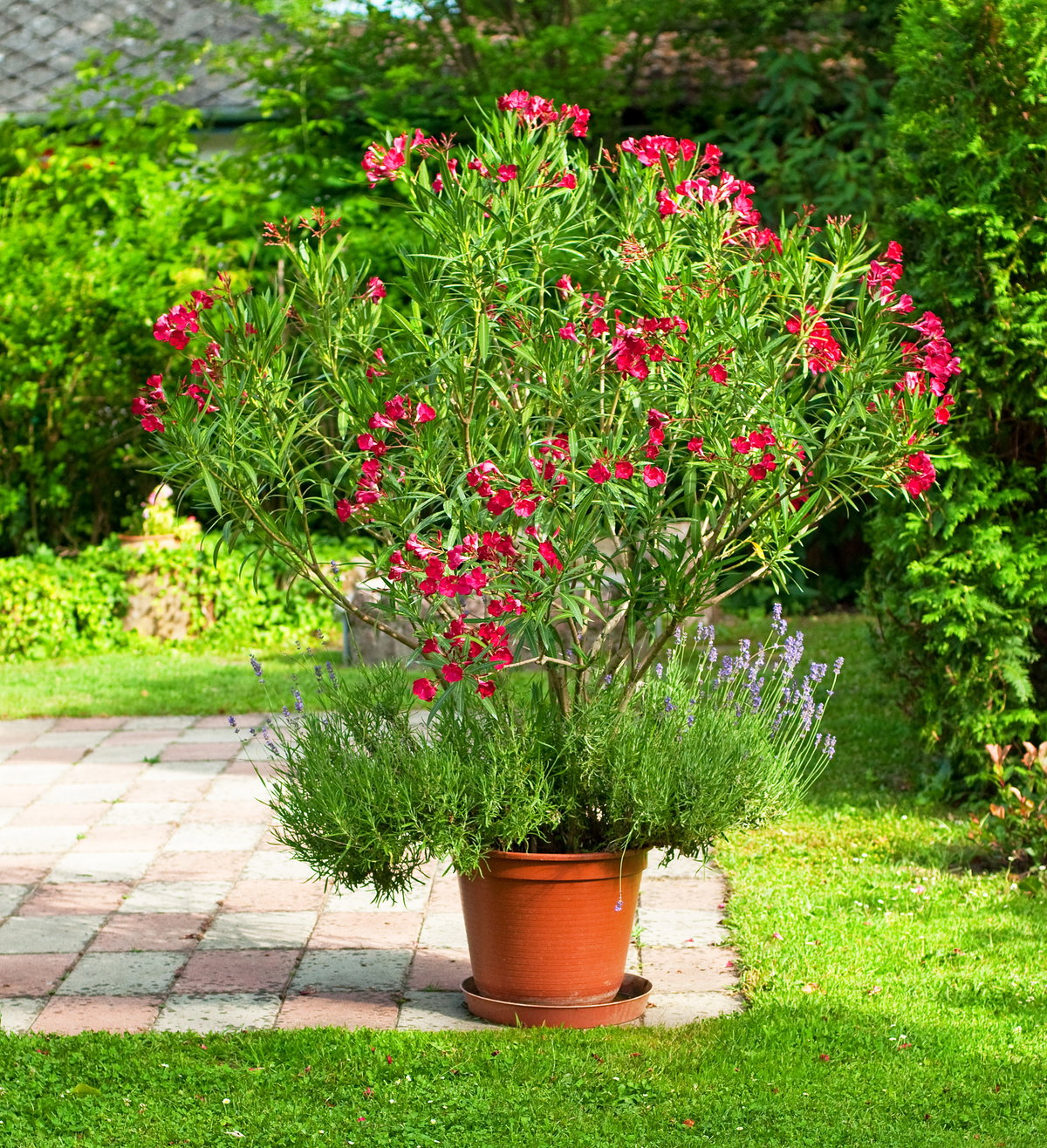 Oleander