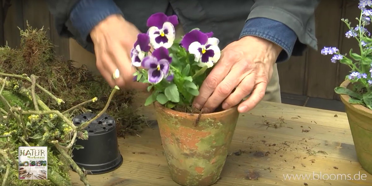 Jetzt im Frühling eignen sich besonders Stiefmütterchen und Vergissmeinnicht. Einfach umtopfen und in einen Tontopf mit Moos pflanzen.