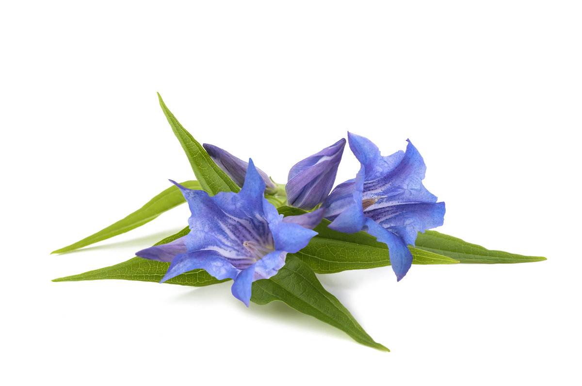 Bachblüte Nr. 12 Gentian