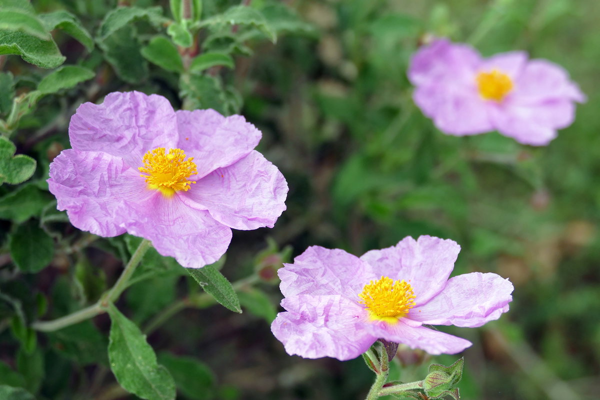 26 Rock Rose