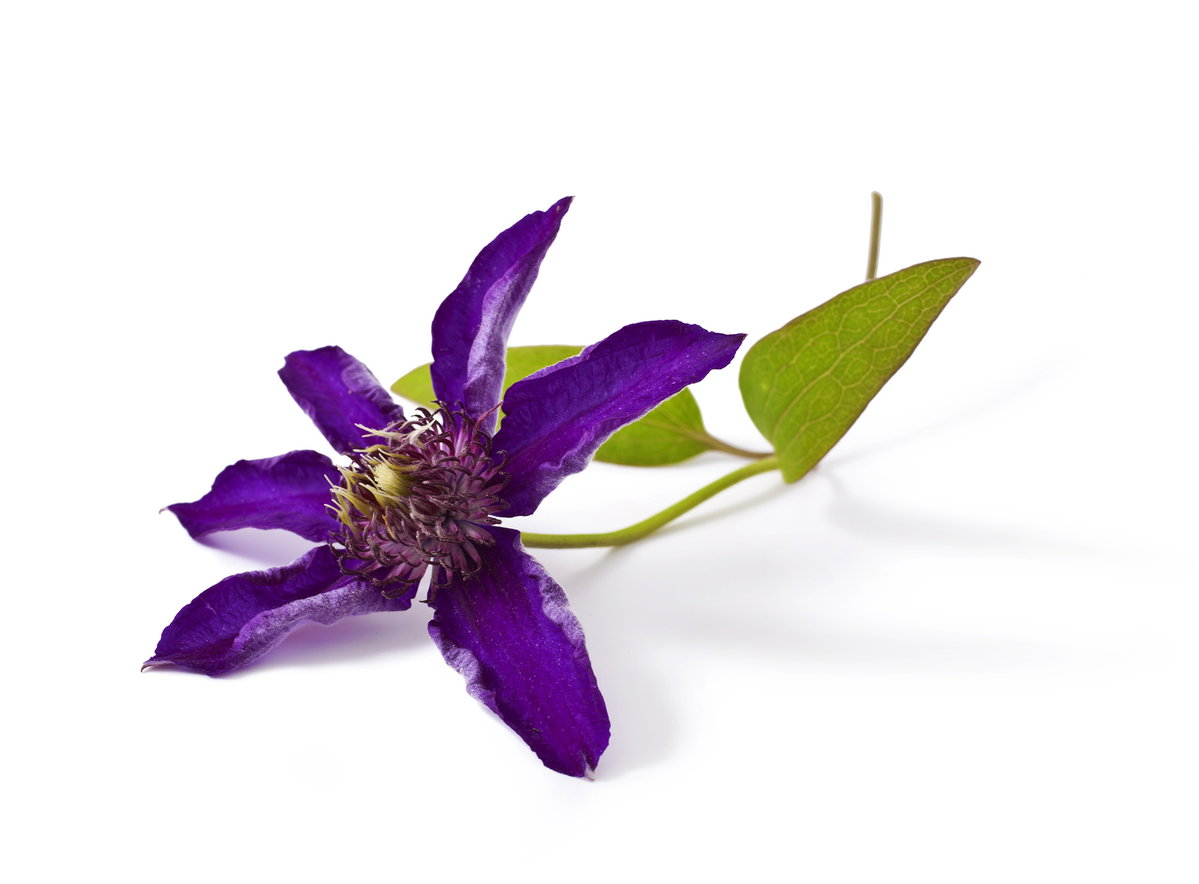 9 Clematis
