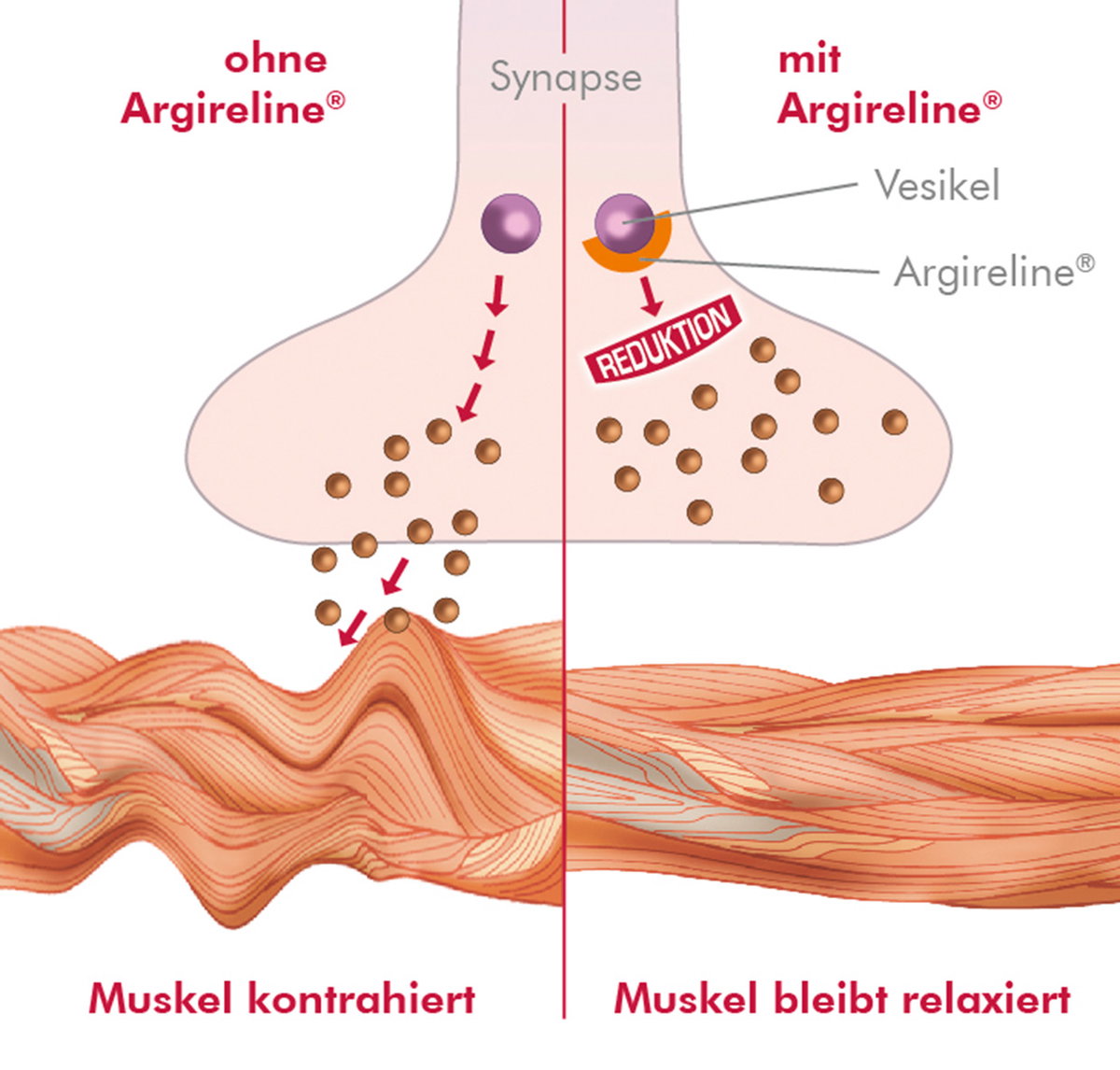 So wirkt der Kosmetik-Wunderstoff: Argireline® ist auch unter dem chemischen Namen „Acetyl Hexapeptid“ bekannt. Es hemmt die Ausschüttung der Neurotransmitter, welche die Kontraktion der oberflächigen Gesichtsmuskeln z. B. beim Stirnrunzeln oder Lachen steuern. Durch seine entspannende Wirkung auf die aktive Mimik-Muskulatur entwickelt es ähnlich faltenglättende Eigenschaften wie Botox. Studien und Lasermessungen haben gezeigt, dass Argireline die Faltentiefe nachhaltig um bis zu 50 Prozent reduzieren kann.