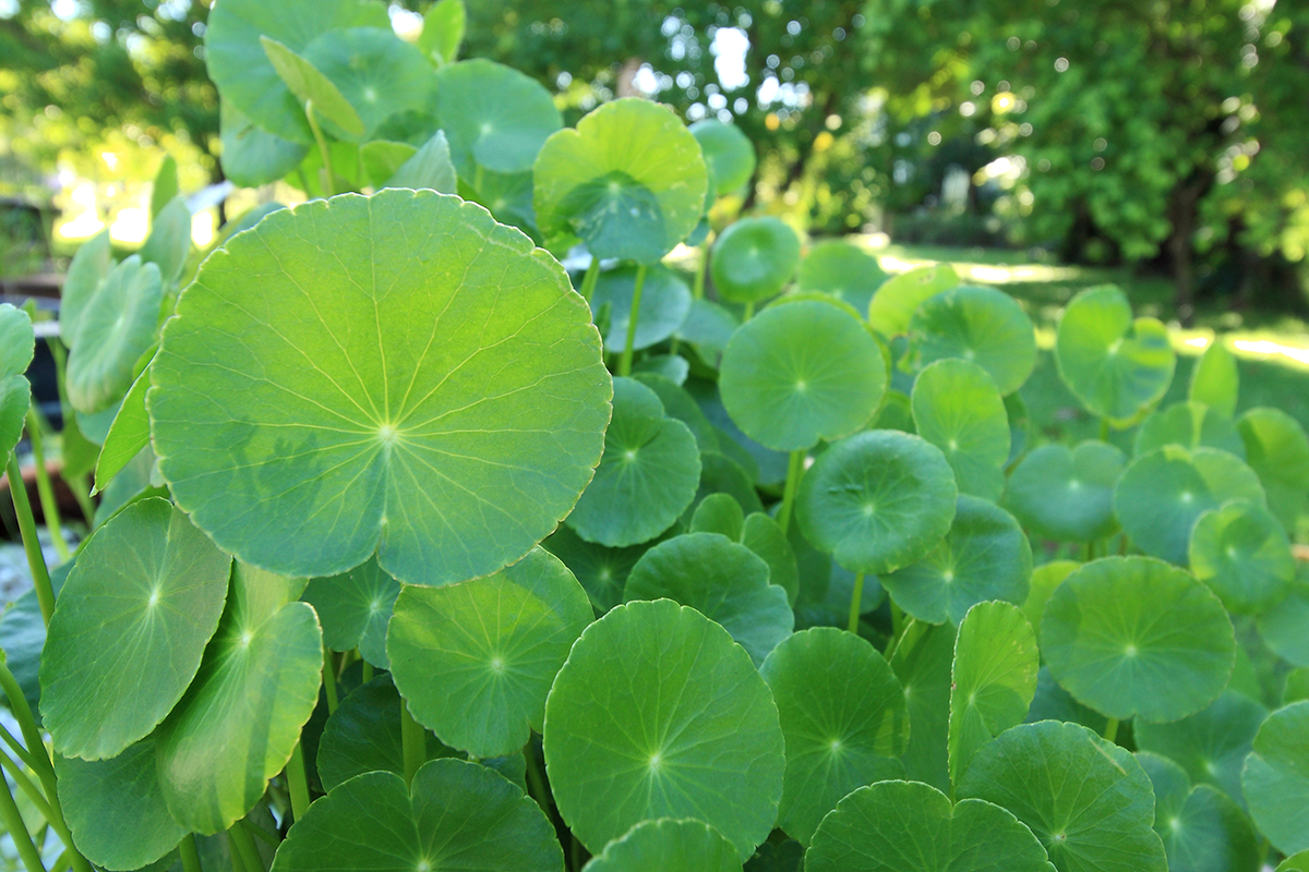 Asiatisches Wassernabelkraut stärkt die elastischen Fasern.