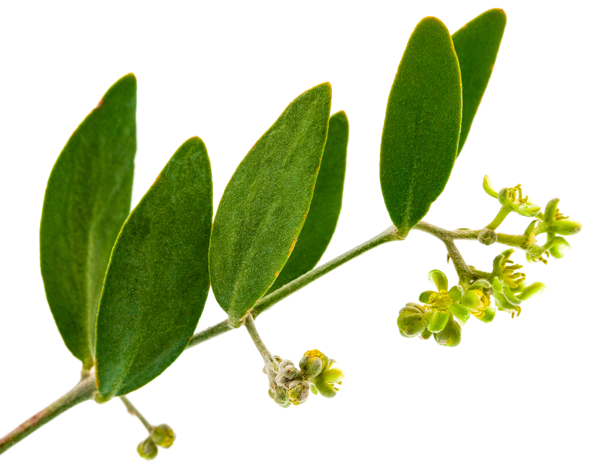 Jojoba erhöht die Widerstandsfähigkeit der Haut und macht sie geschmeidig.