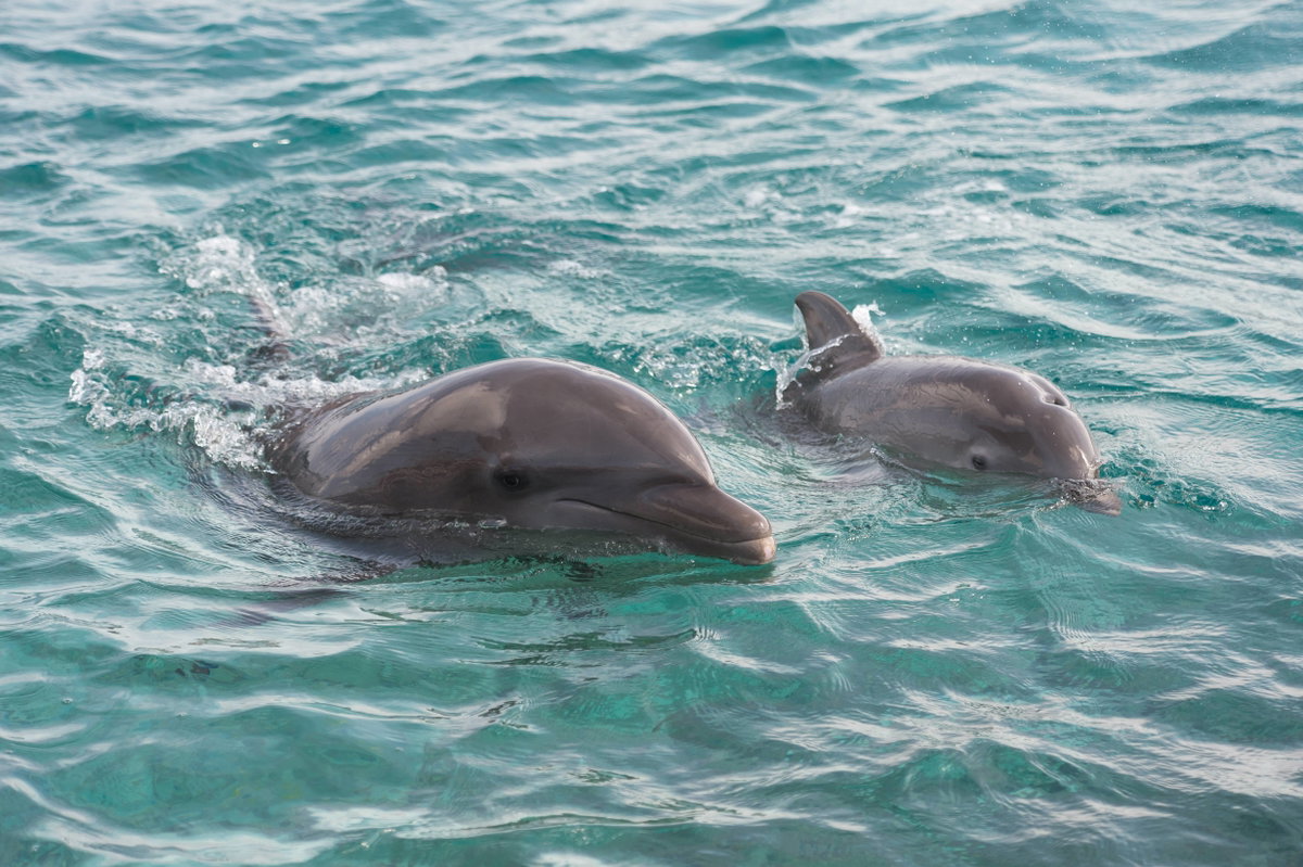 Mit Delfinen schwimmen? Auf Curacao können Sie sich diesen Traum erfüllen