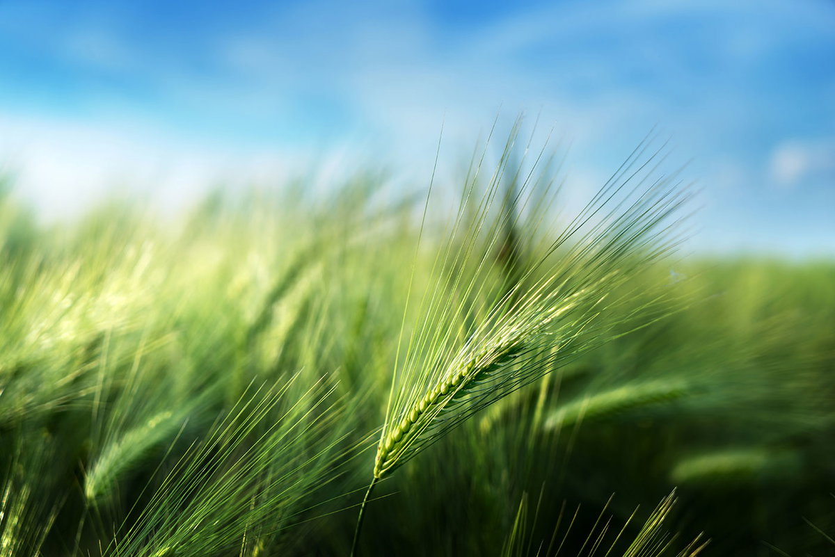 Es gilt als Gesundwunder und neues Superfood, aber wie gesund ist Gerstengras wirklich?