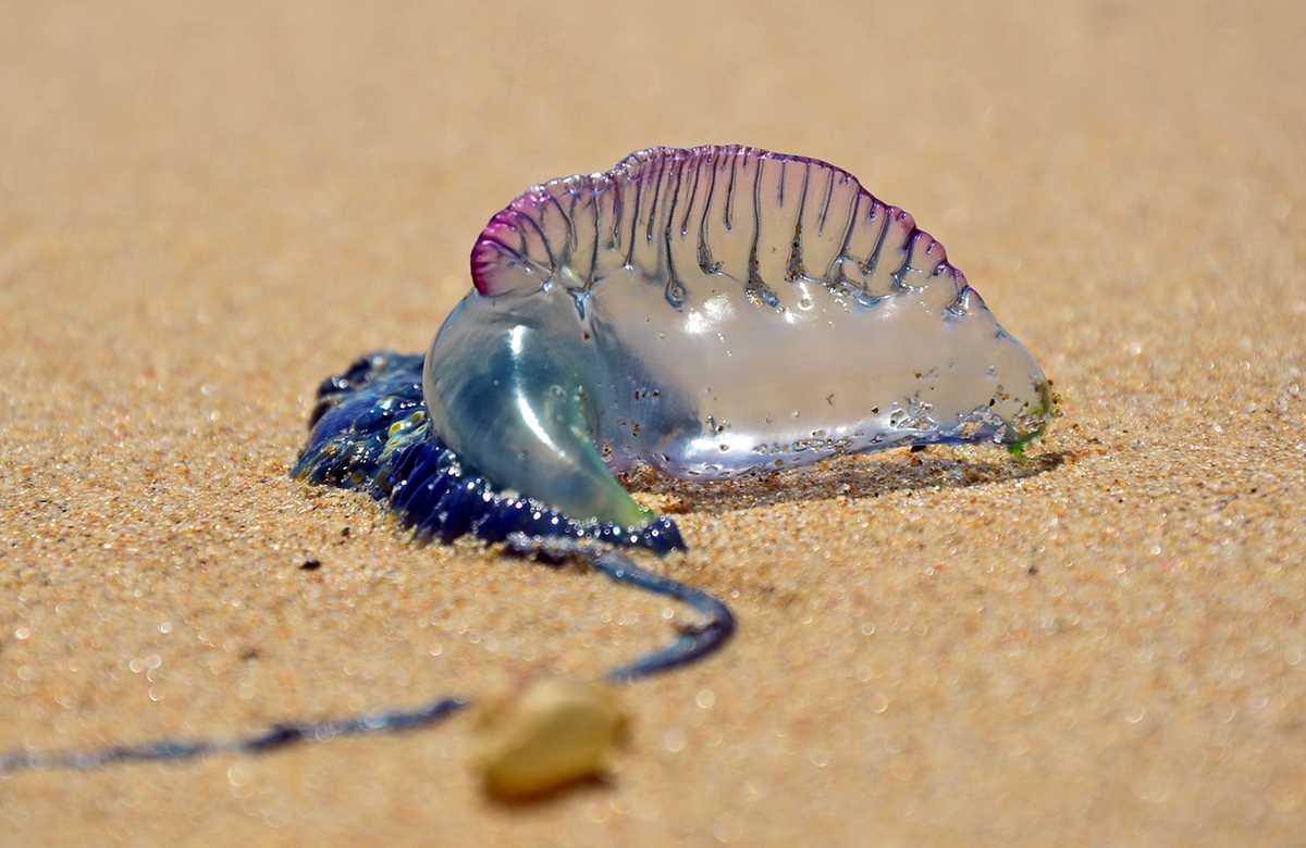 Längliche, bläulich-pink schimmernde Qualle am Strand