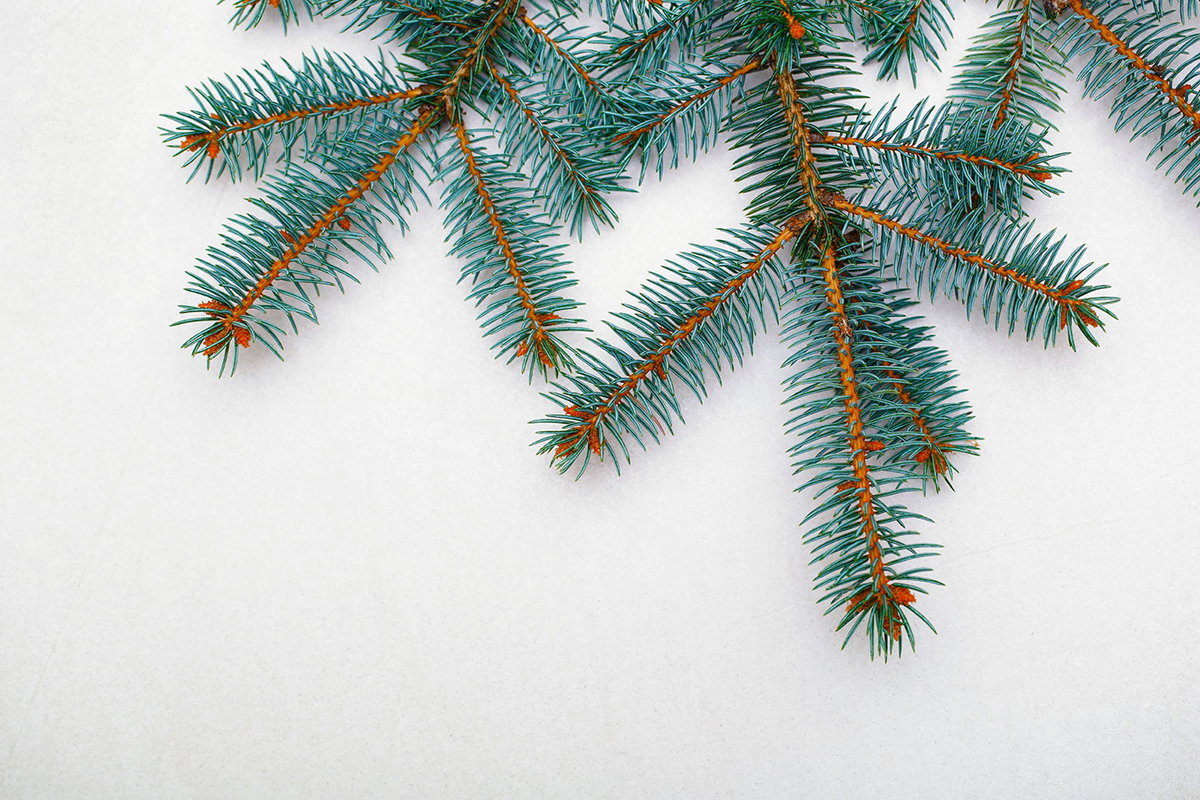 Die Blaufichte belegt Platz 2 der beliebtesten Weihnachtsbäume