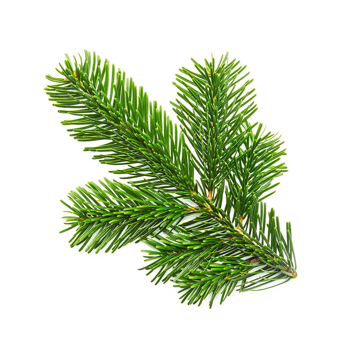 Die Nordmanntanne gehört zu den beliebtesten Weihnachtsbäumen der Deutschen.