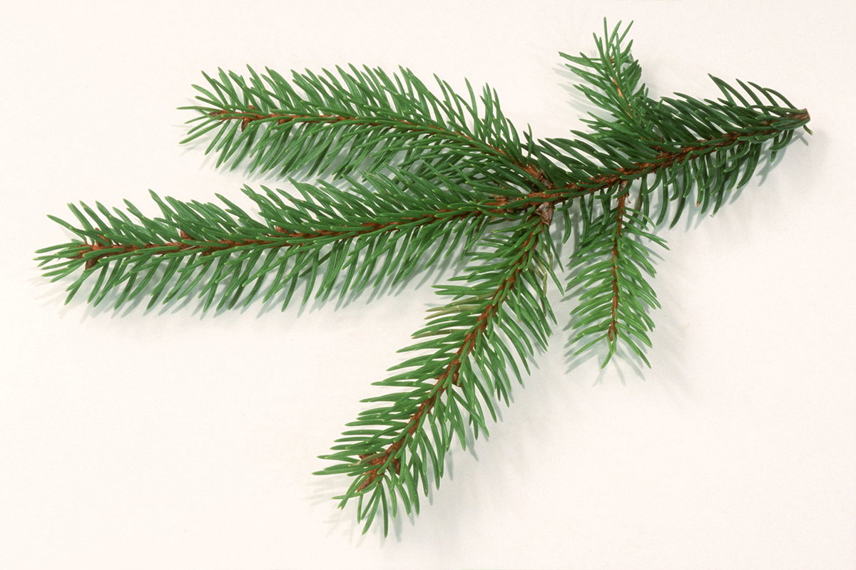 Die Rotfichte ist der preiswerteste Weihnachtsbaum