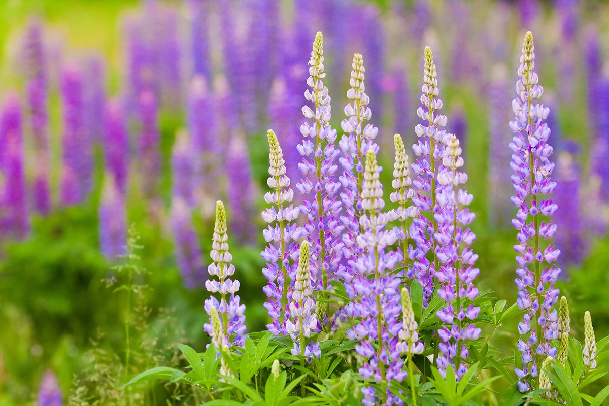 16% wertvolle Ballaststoffe stecken in den Samen der Süßlupine. Aus ihnen wird neben Mehl und Joghurt beispielsweise auch eine koffeinfreie Kaffee-Alternative hergestellt