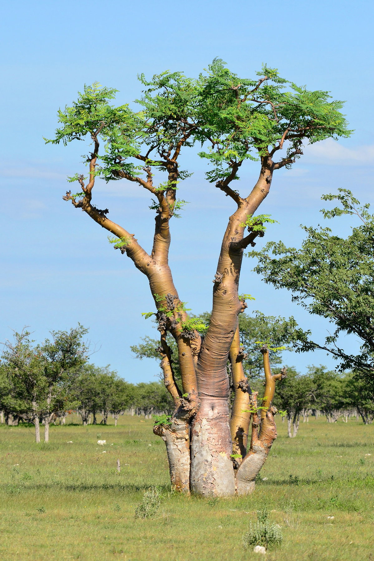 Der Moringabaum wächst in Indien und Afrika.