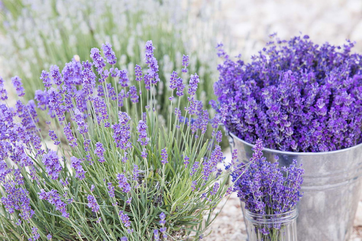 Allzweckreiniger mit Lavendel