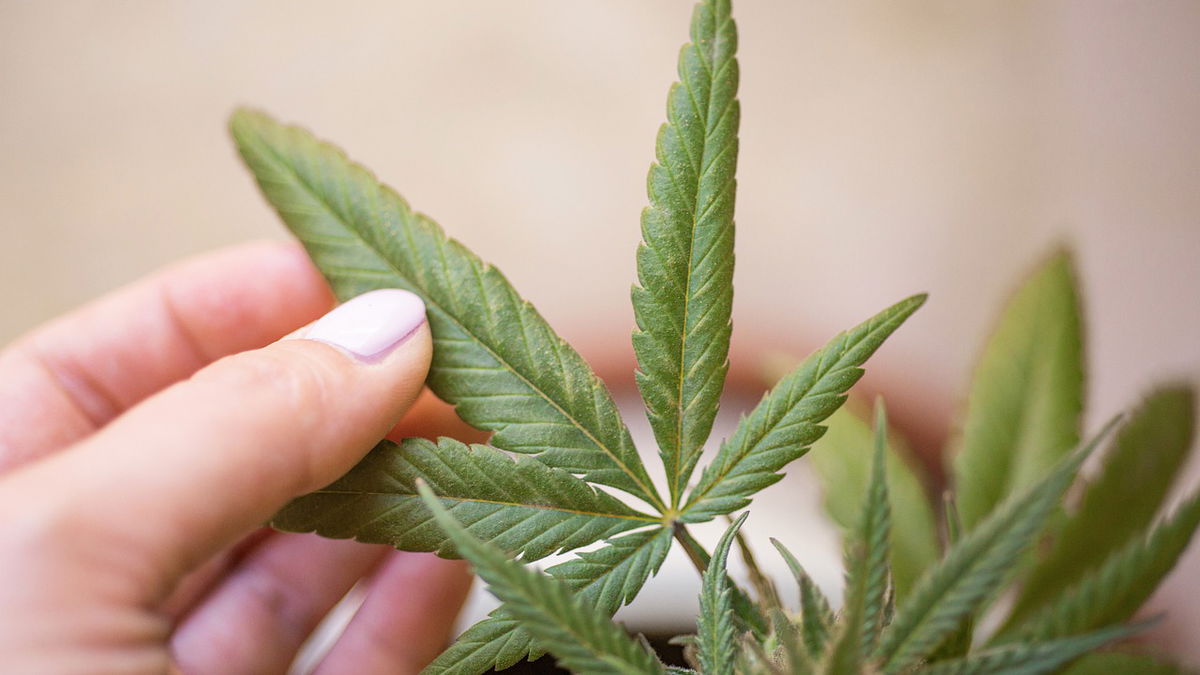 CBD: Eines der beliebtesten Naturprodukte überhaupt