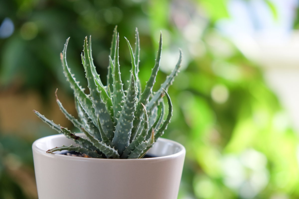 Aloe Vera