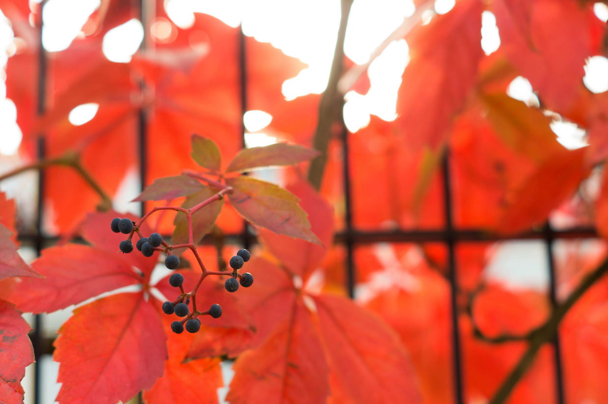 Event tips from the vinoa experts: Wine events in October