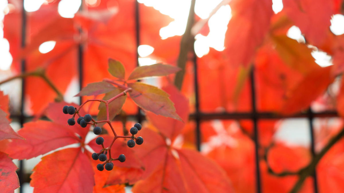 Event tips from the vinoa experts: Wine events in October