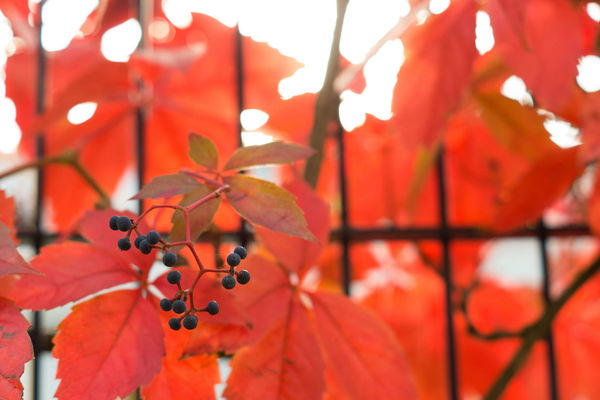 Event tips from the vinoa experts: Wine events in October