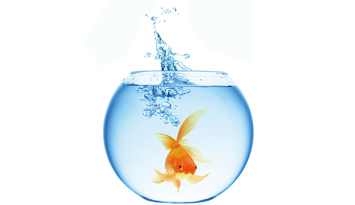 Wir räumen mit einem Mythos auf: Sind Goldfische tatsächlich so anspruchslos?