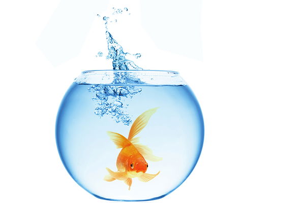 We dispel a myth: are goldfish really that undemanding?