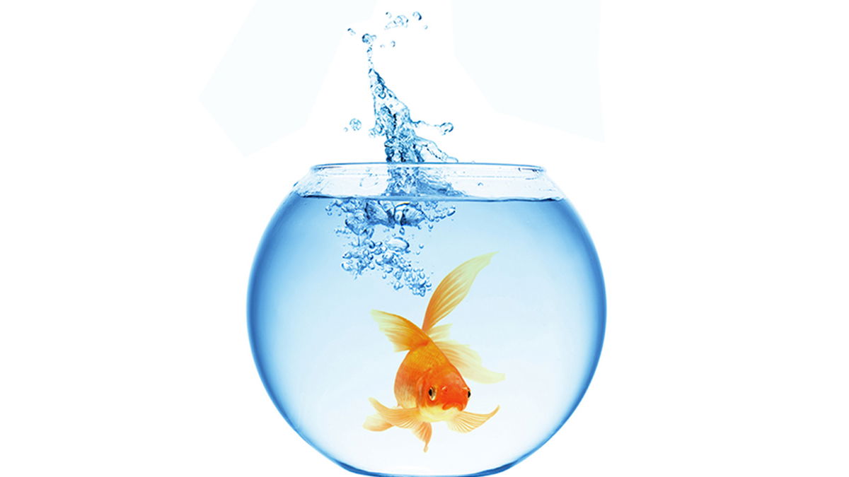 Wir räumen mit einem Mythos auf: Sind Goldfische tatsächlich so anspruchslos?