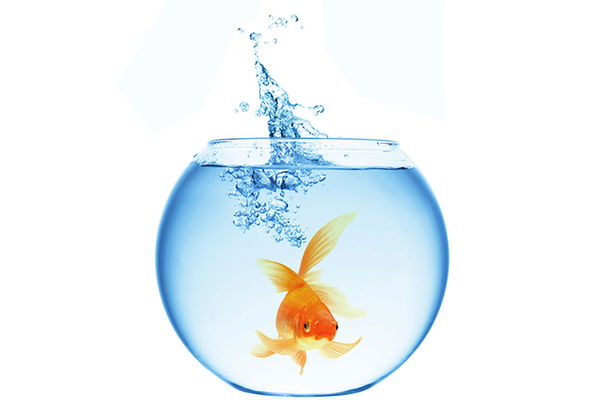 Wir räumen mit einem Mythos auf: Sind Goldfische tatsächlich so anspruchslos?