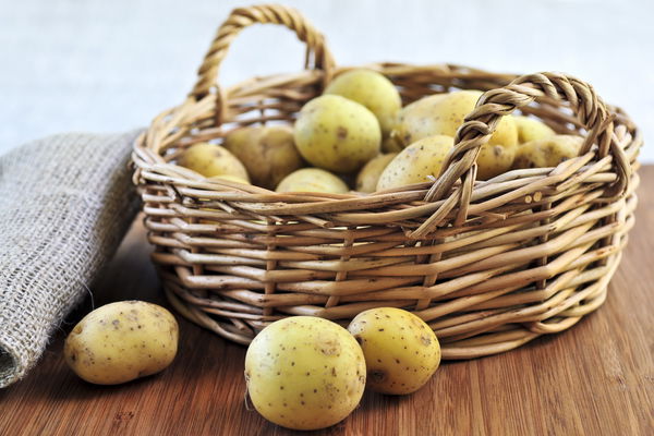 In fall and winter: Storing potatoes correctly