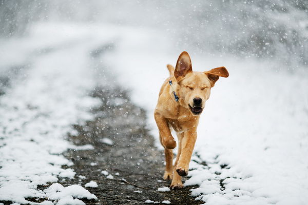 Pets in winter: How to protect your pets