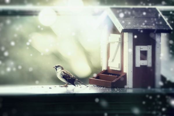 Feeding birds in winter: Which food is the right one?