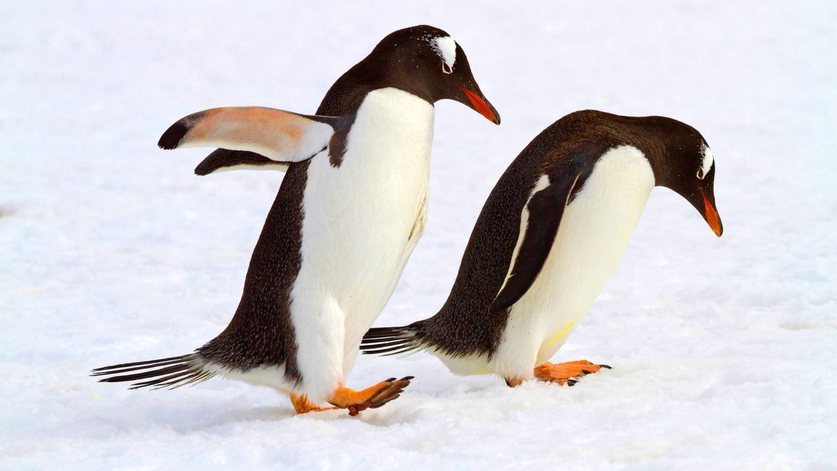 The penguin walk: how to get safely over black ice