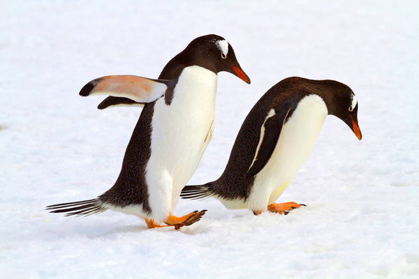 The penguin walk: how to get safely over black ice