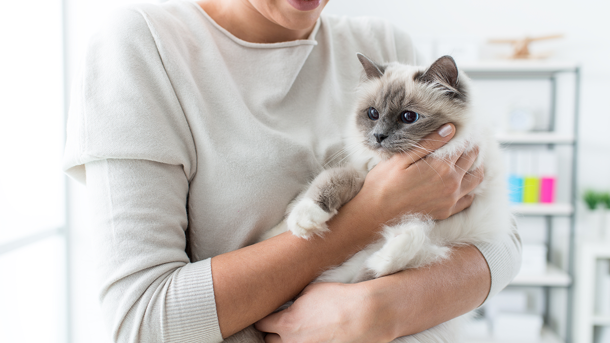 Kedi ısırıklarına dikkat edin: hemen bir doktora görünün