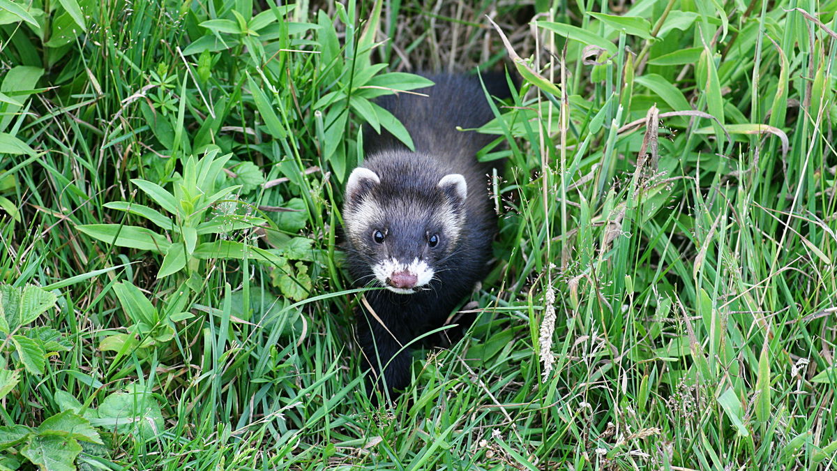 Small predator, big damage: what helps against martens?