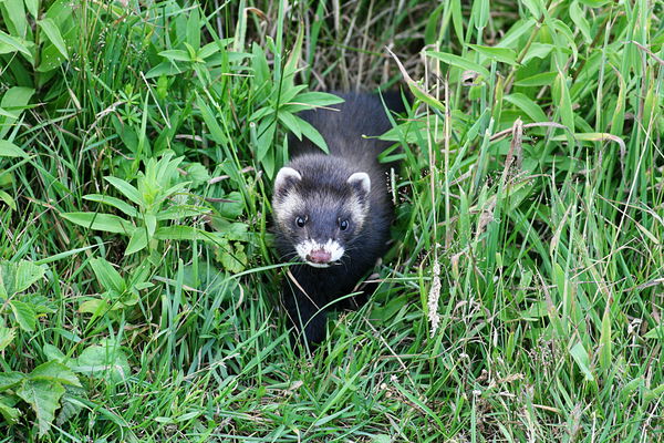 Small predator, big damage: what helps against martens?