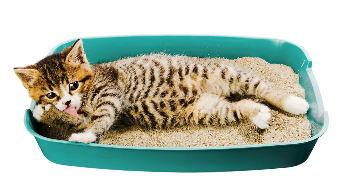 Akıllı ev ipucu: Kedi kumunun yapabilecekleri