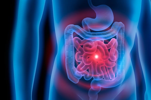 What is the mesentery? Organ rediscovered!