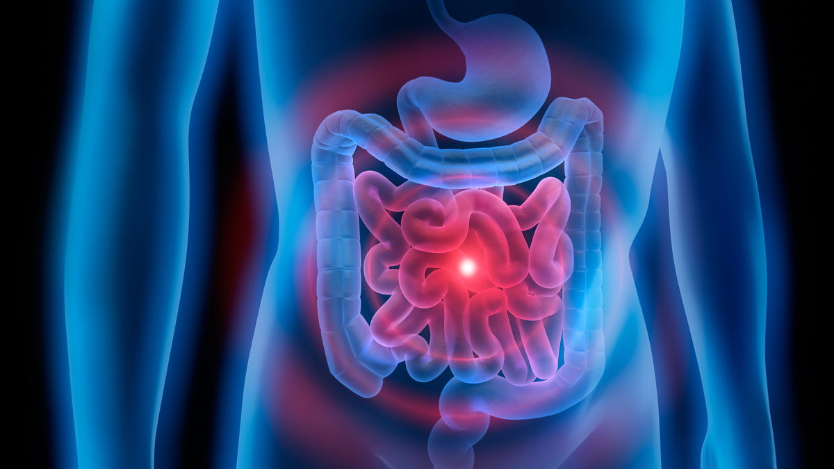 What is the mesentery? Organ rediscovered!
