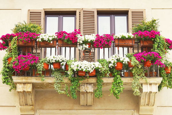 Viva Balkonia: The best south-facing balcony plants