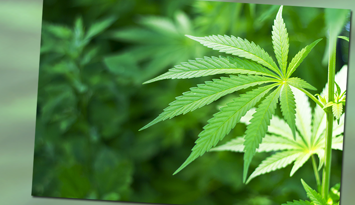 Cannabis from a doctor: everything you need to know about the new law