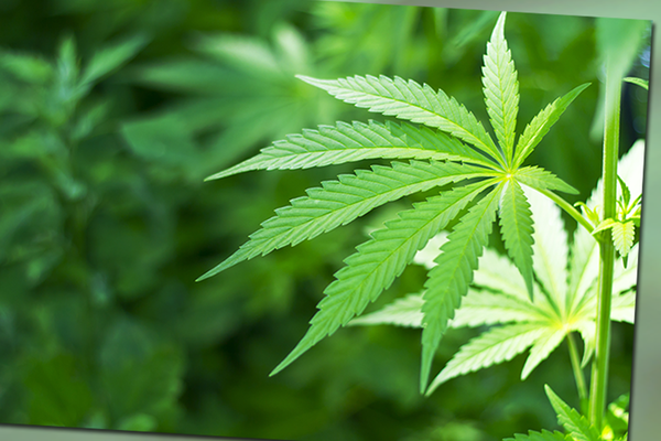 Cannabis from a doctor: everything you need to know about the new law