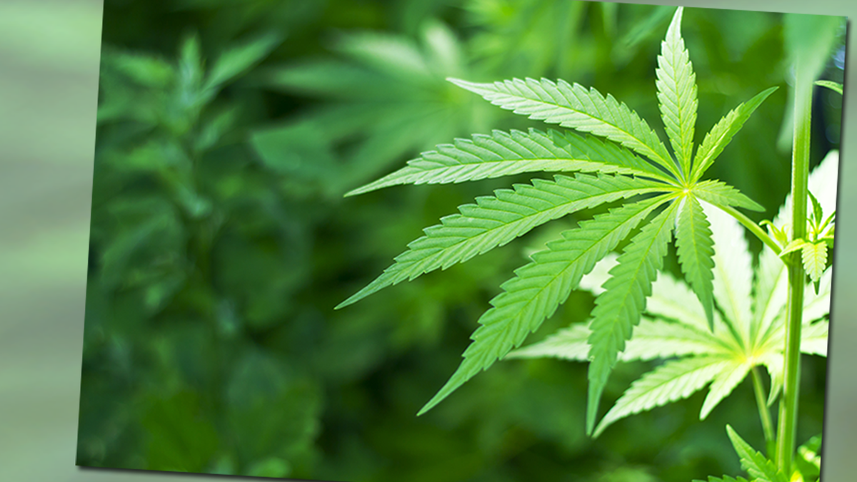 Marihuana od lekarza: wszystko, co musisz wiedzieć o nowym prawie