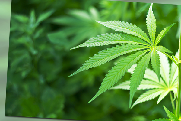 Cannabis from a doctor: everything you need to know about the new law